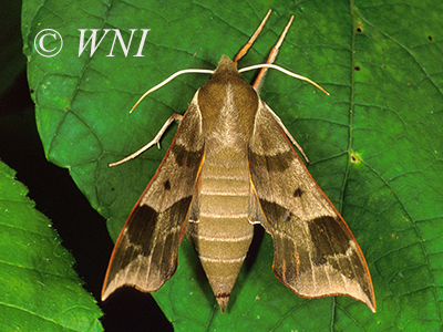 Virginia Creeper Sphinx (Darapsa myron)